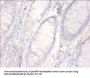 ANXA5 Antibody