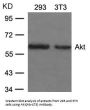 AKT1 (Ab-473) Antibody