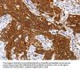 HOXB1 Antibody