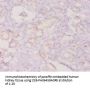 CSF3 Antibody