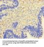 CSF2 Antibody