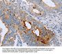 ENPP6 Antibody