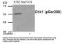 Phospho-CHEK1 (Ser286) Antibody