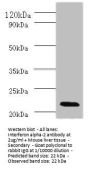 IFNA2 Antibody