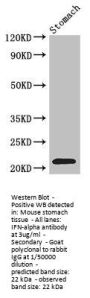 IFNA2 Antibody