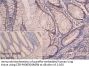 IFNA2 Antibody