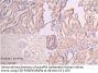 IFNA2 Antibody