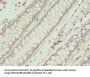 IFNB1 Antibody