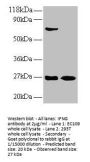 IFNG Antibody