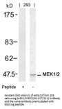 MAP2K1 (Ab-217/221) Antibody