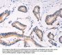 PLIN2 Antibody