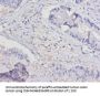 IL15 Antibody