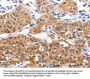 YWHAG Antibody