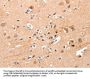 YWHAG Antibody