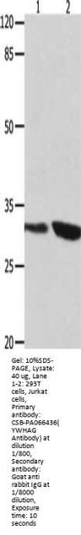 YWHAG Antibody