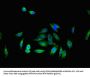 IL16 Antibody