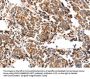 FABP7 Antibody