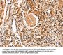 FABP7 Antibody