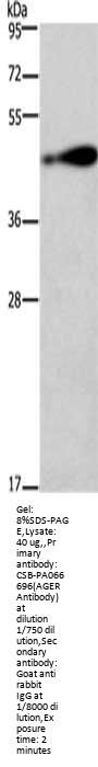 AGER Antibody