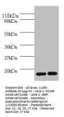 IL1RN Antibody