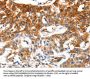 MCAM Antibody