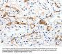 MCAM Antibody