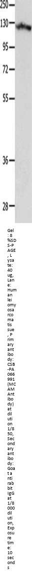 MCAM Antibody