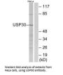USP30 Antibody