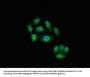 IL23A Antibody