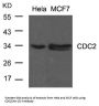 CDK1 (Ab-15) Antibody