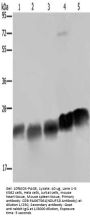 NDUFS8 Antibody