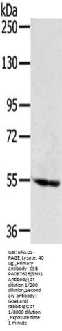 SNX1 Antibody
