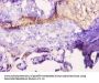 LEP Antibody