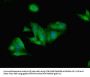 LEP Antibody