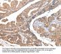 Rabbit anti-human COL8A2 polyclonal antibody