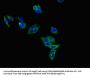 LEPR Antibody