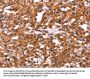 Rabbit anti-human ARL4A polyclonal antibody