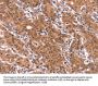 Rabbit anti-human ARL4A polyclonal antibody