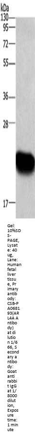 Rabbit anti-human ARL4A polyclonal antibody