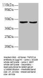 TNFSF14 Antibody