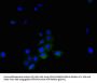 TNFSF14 Antibody