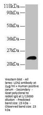 LCN2 Antibody