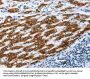 AIFM1 Antibody