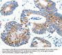 AIFM1 Antibody
