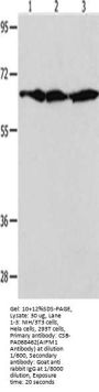 AIFM1 Antibody