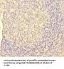 CSF1 Antibody