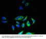 CSF1 Antibody