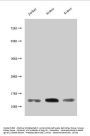 MIF Antibody