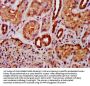 MIF Antibody