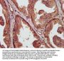MIF Antibody